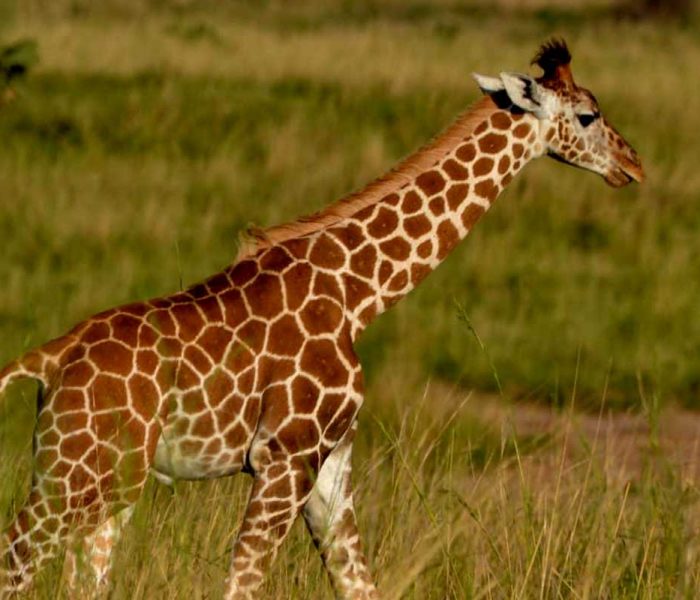 akagera-national-park-safari