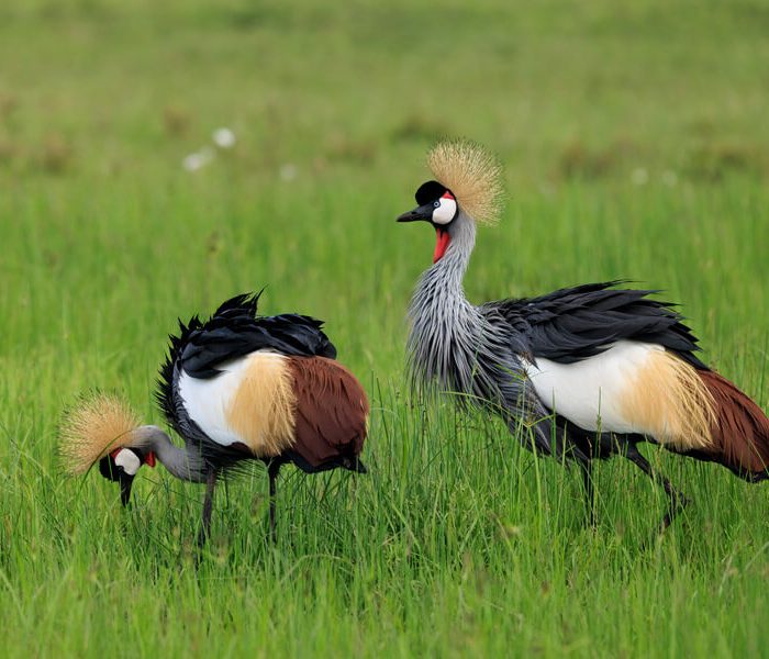 ambosel birds