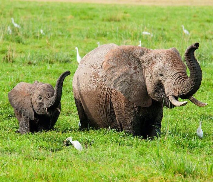 amboseli national park elephants (1)