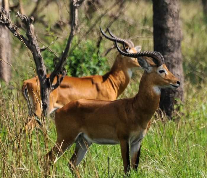 banner-destinations-semuliki