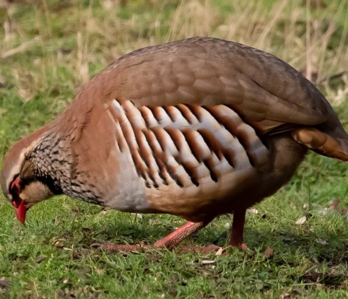 birdlife at udzungwa
