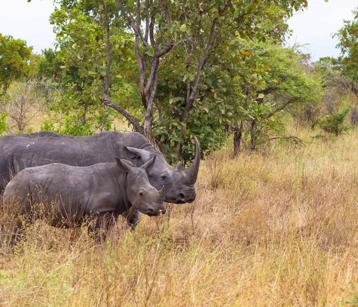 black rhinos safari (1)