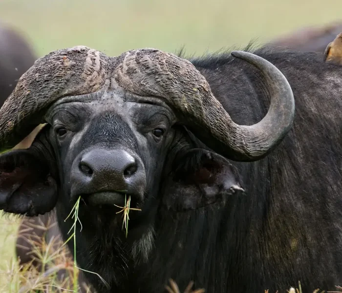 buffalo at saadai
