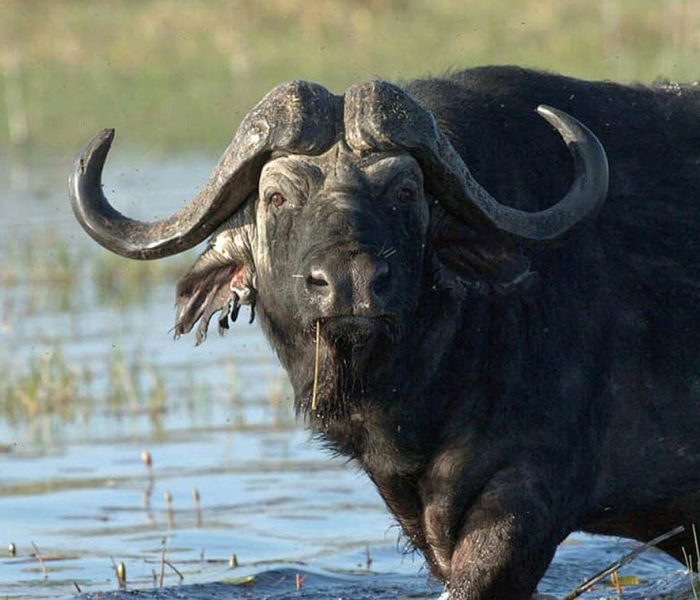 buffalo-big-five-okavango