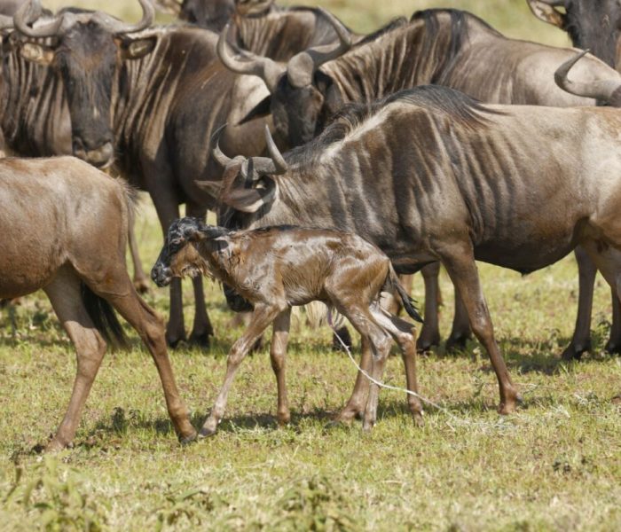 calf in ndutu area