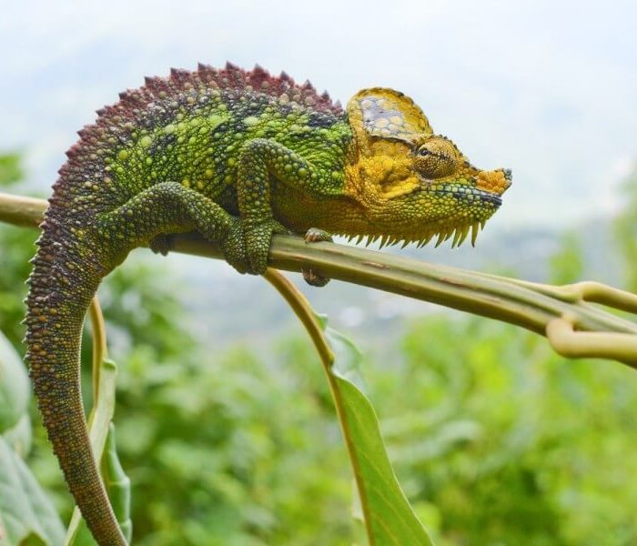 chameleon_rwenzori_mountains_uganda_1