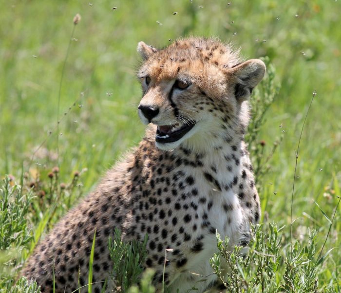 cheetah in serengeti