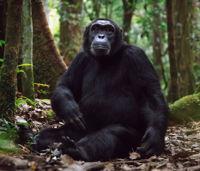 chimpnzees uganda kibale national park