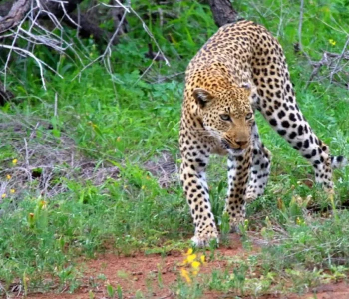 chobe-national-park-3-hour-game-drive-