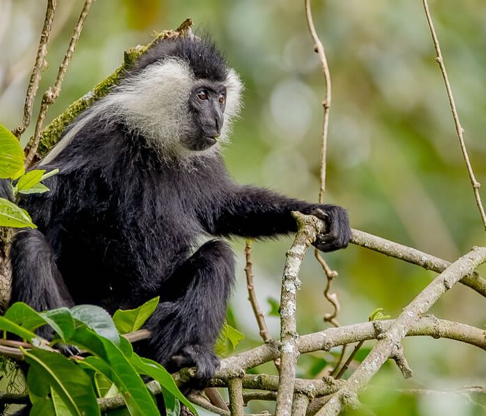 colobus-monkey Fauna