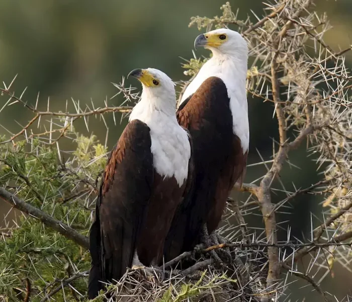 fish-eagles--katavi-national-park