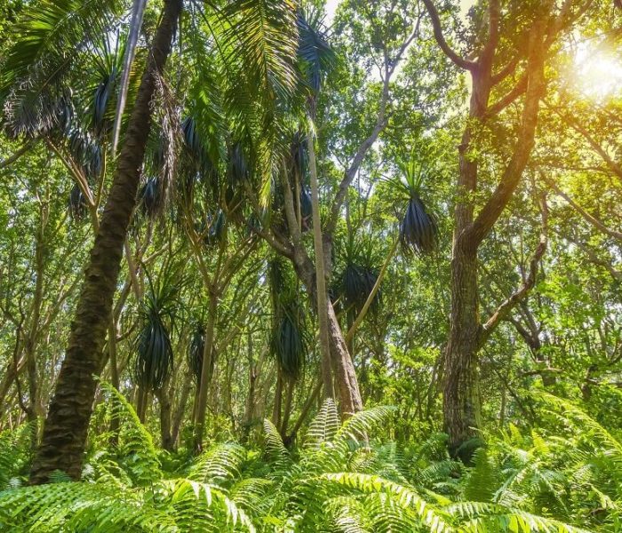 forest-of-jozani-chwaka-bay-national-park (1)