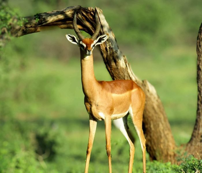 gazelle