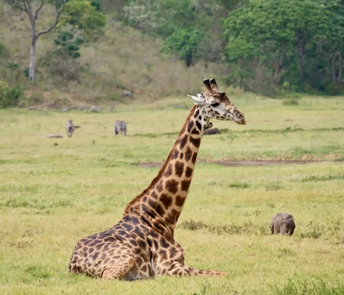 giraffe-arusha-national-park