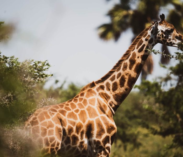 giraffe at lake mburo
