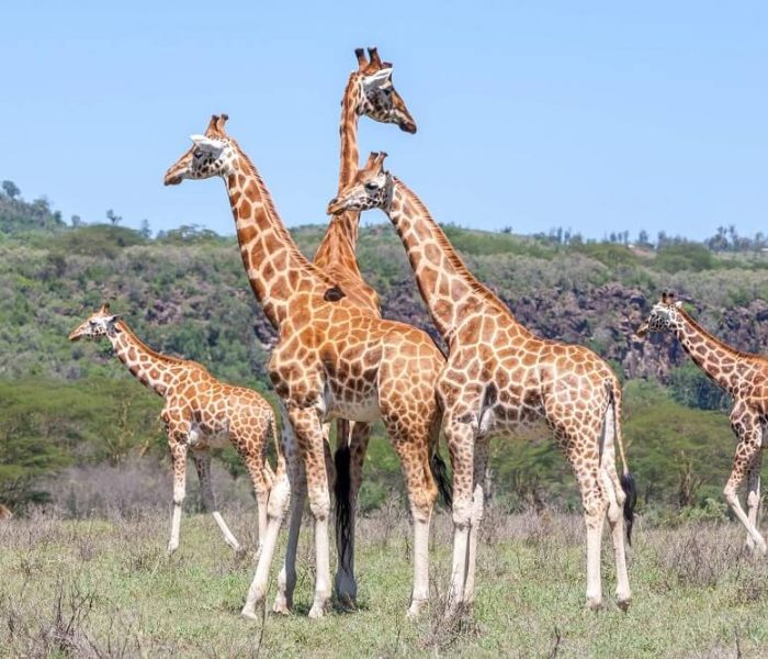 giraffe in mkomazi (1)