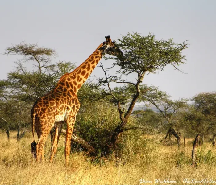giraffe in serengeti