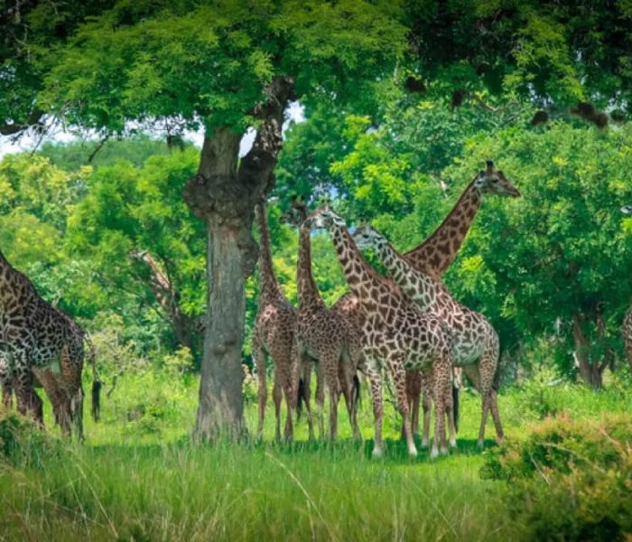 giraffes-in-mikumi-national-park- (2)