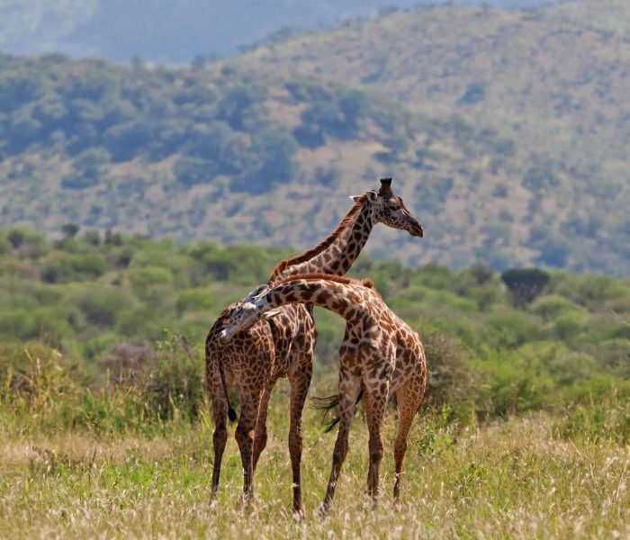giraffes-playing-in-the-savannah-tarangire-national-park