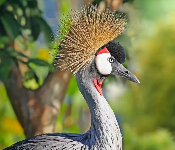grey-crowned-crane-lake-kivu