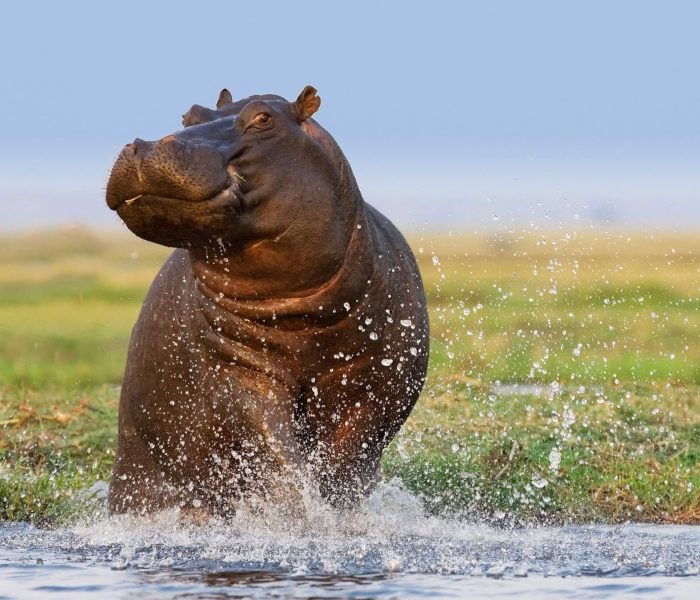 hippo (1)