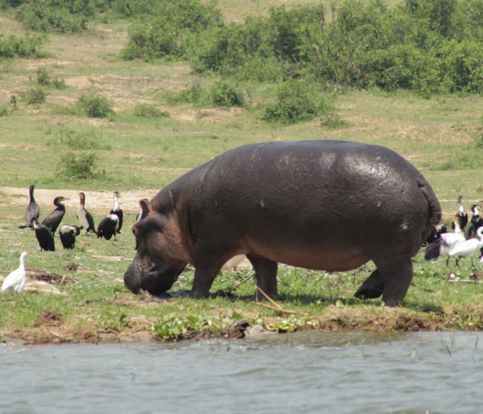 hippo-and-birds