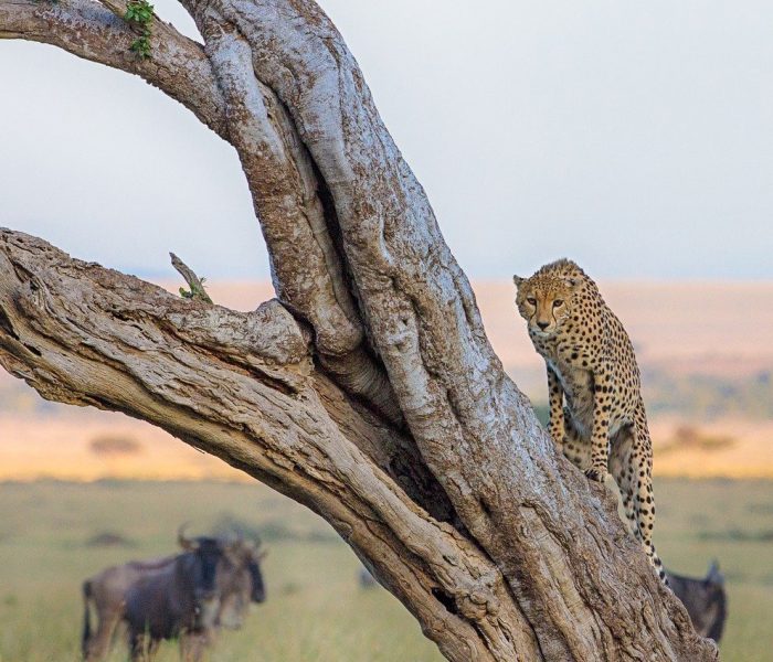 kenya wildlife safar