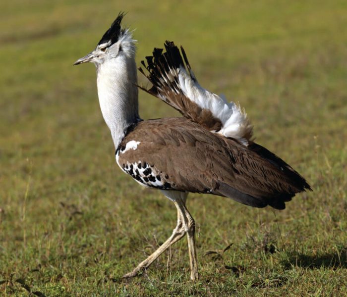 kitulo-bird