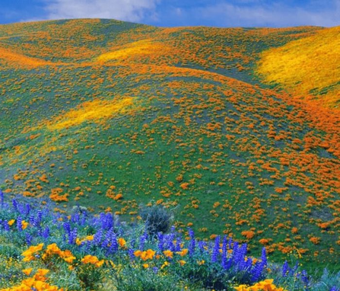 kitulo-national-park