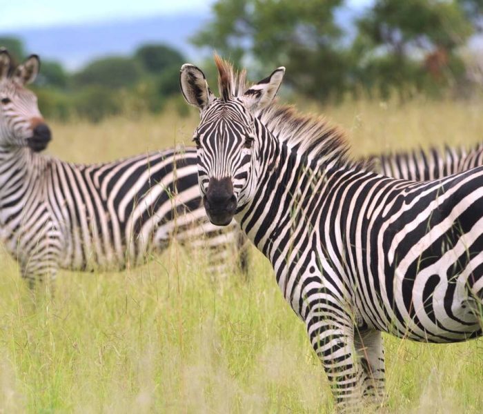 kitulo_tanzania_zebra safaris