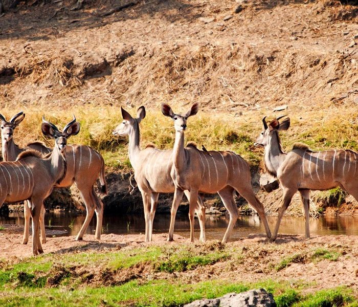 kudus-ruaha-featured