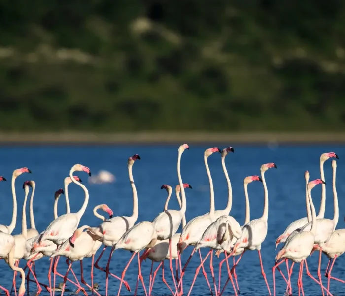 lake-manyara-national-park-flamingo