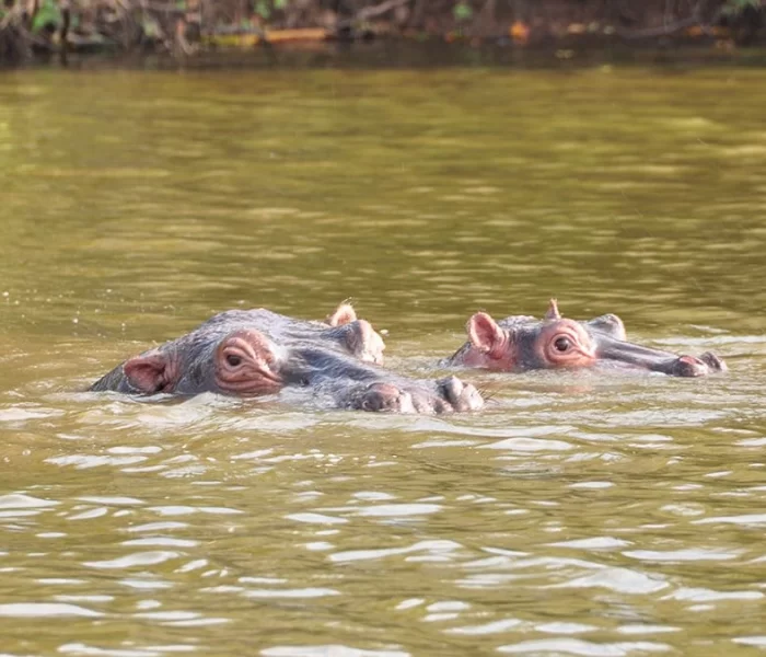 lake nakuru national park