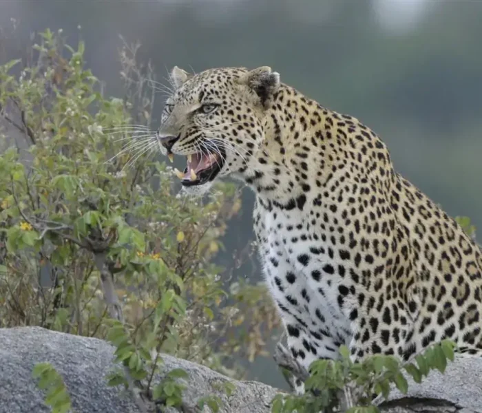 leopard in saadani