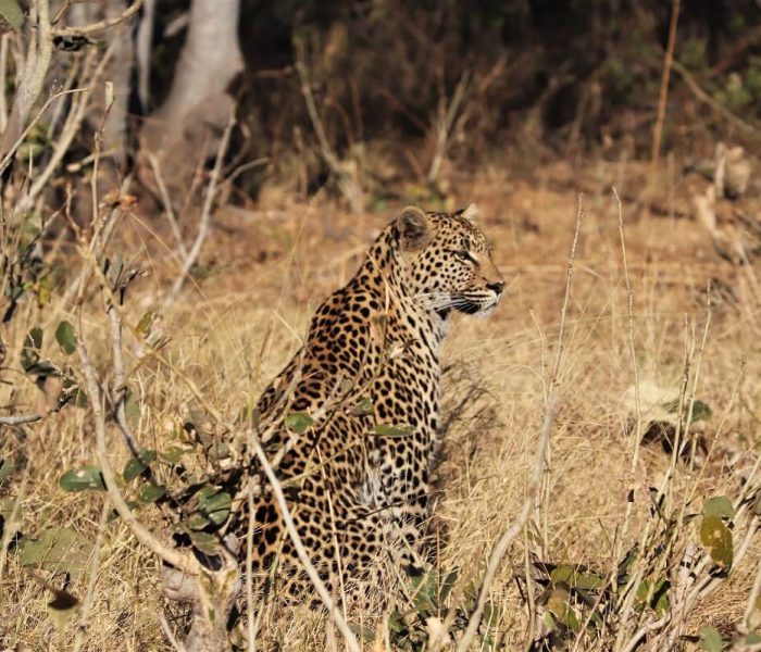 leopard-moremi-game-reserve (2)