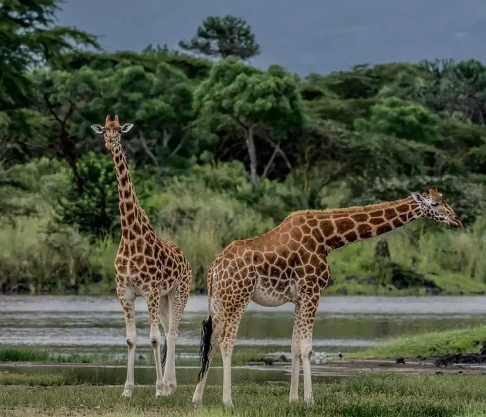 mara_lake_naivasha giraffe