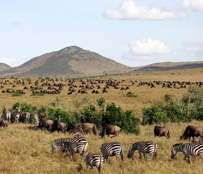 maunt kenya nationanal park 3