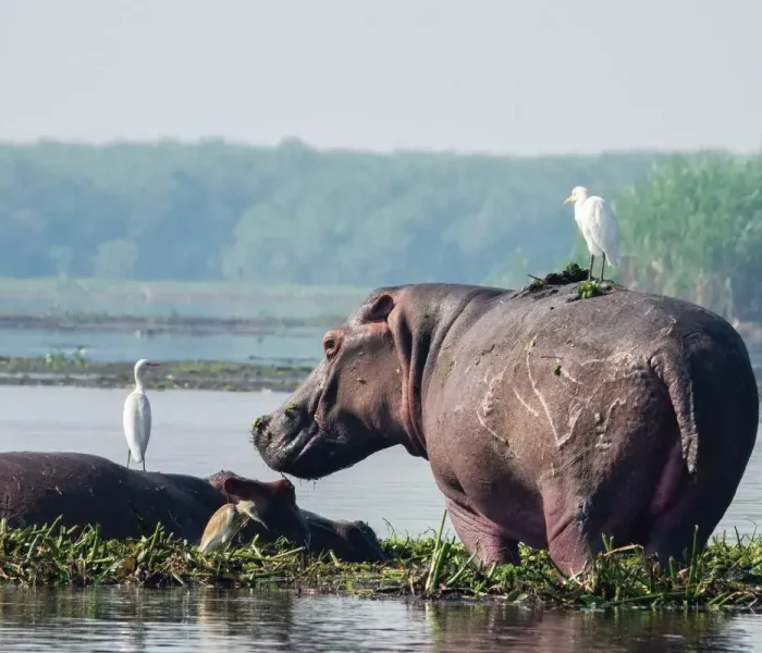 murchison-falls-national-park-uganda