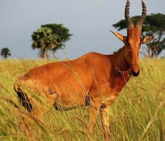 murchison-falls-park-wildlife