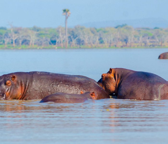naivasha hippo