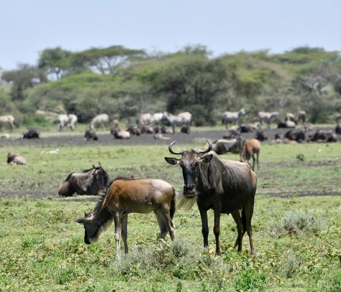 ndutu3