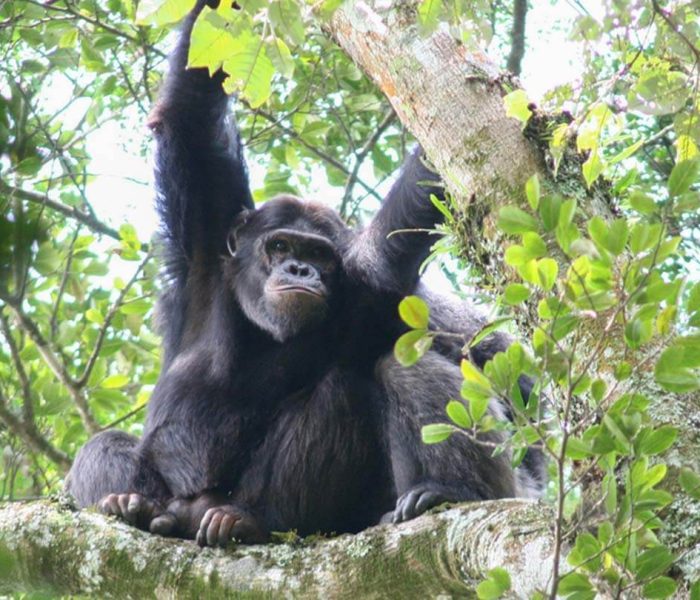 nyungwe-chimps-1