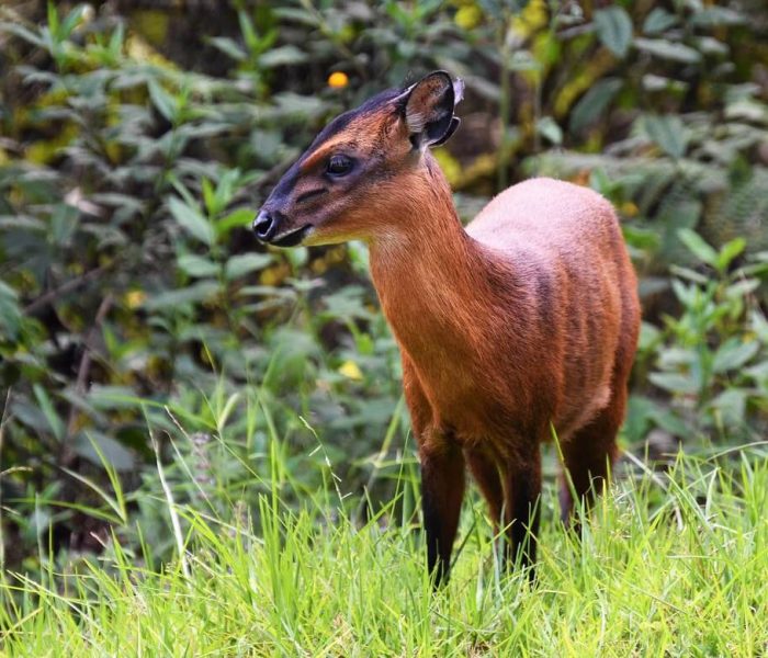 nyungwe-forest-duiker (1)