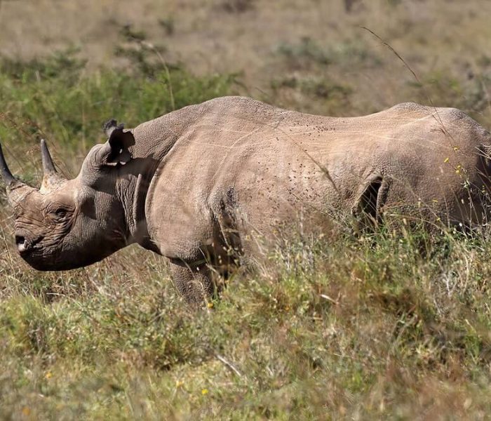 rhino at saadani national pak (1)