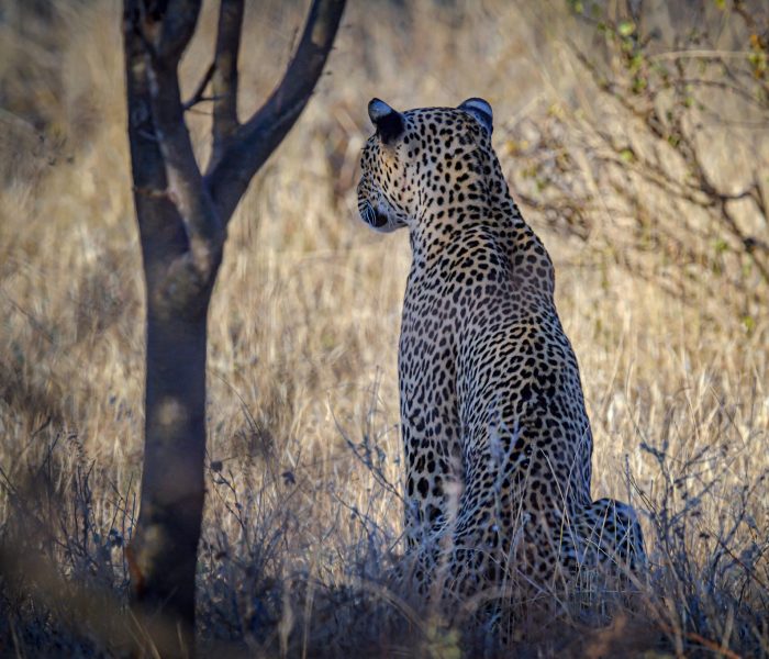 rwanda experience safari