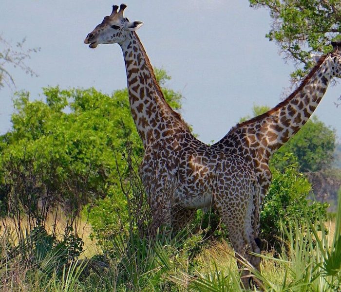 saadani-giraffee (1)