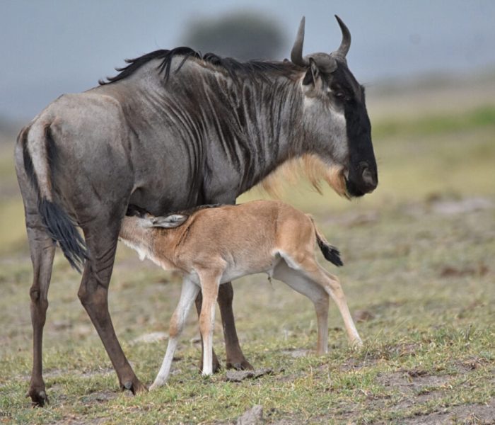 serengeti ndutu