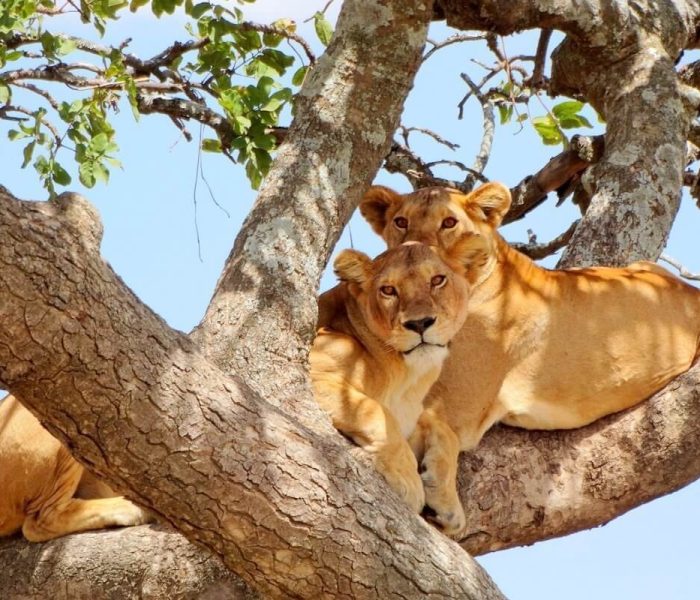 tree-climbing-lion-at-lake-manyara-national-park