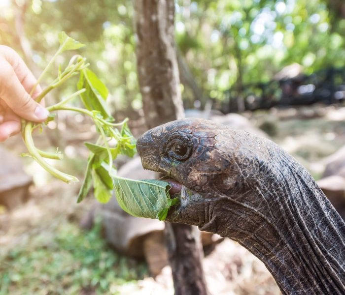 turtles-at-prison-island-scaled