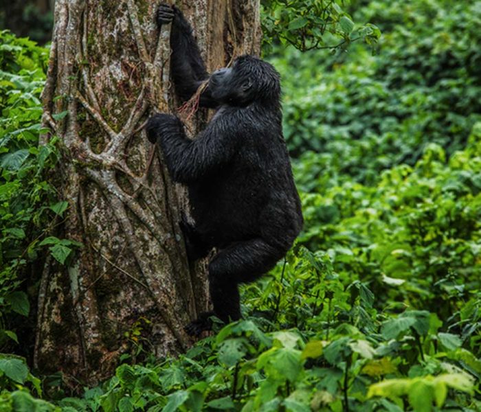 volcanoes-national-park (2)